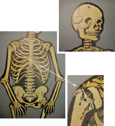 画像1: 【BIG !! - 身長141cm 】1950's Paper SKELETON